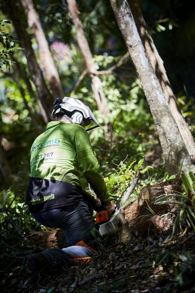 A Worker With a Chainsaw to cut tree trunk — Arborist in Chermside, QLD
