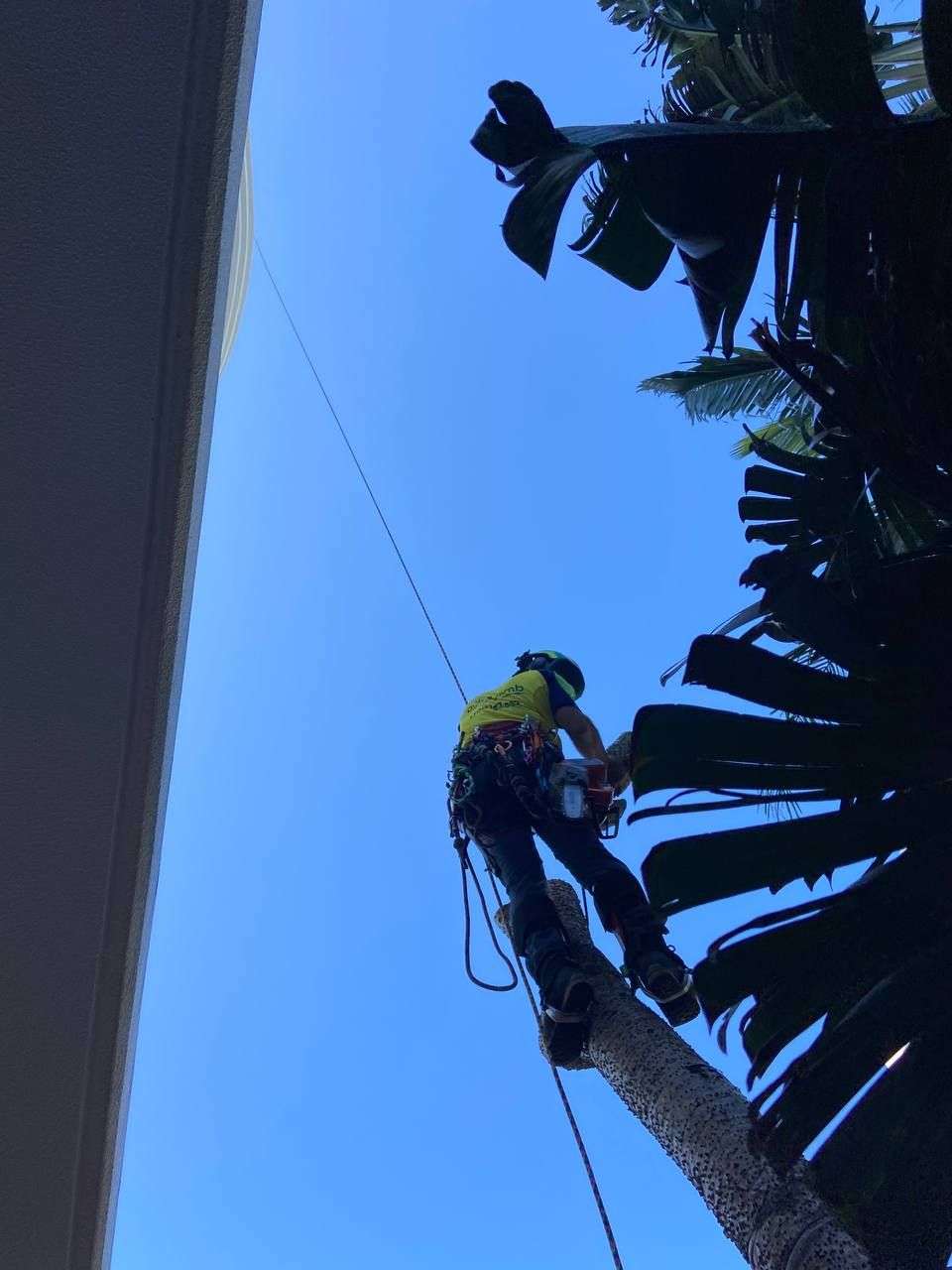 Tree Services Sunshine Coast | Arborclimb Tree Removal Sunshine Coast
