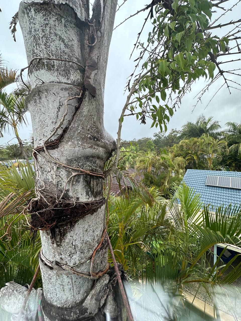 Tree Services Golden Beach | Arborclimb Tree Removal Sunshine Coast