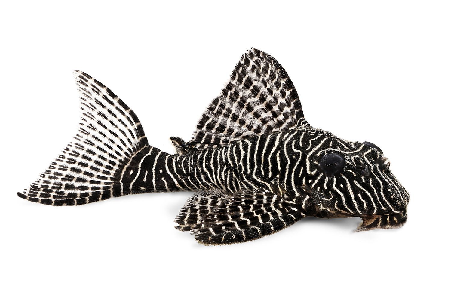 Pleco Fish — Canonsburg, PA — Wet Pets and Friends