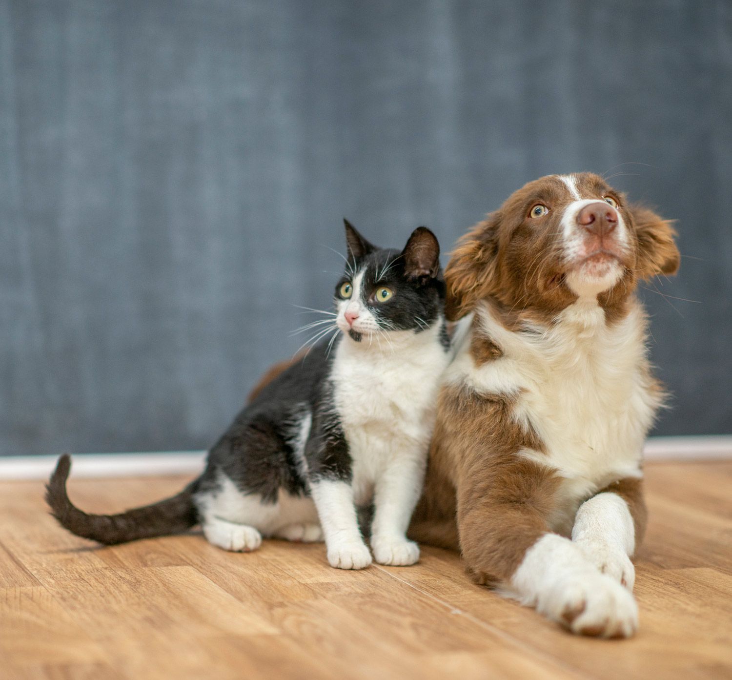 Dog and Cat — Canonsburg, PA — Wet Pets and Friends Dog and Cat — Canonsburg, PA — Wet Pets and Friends