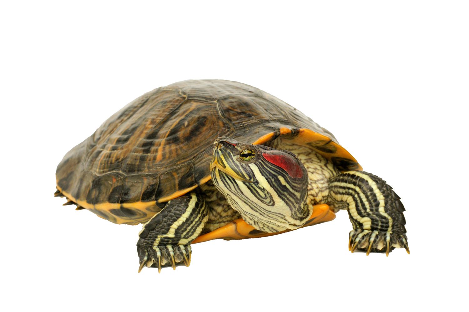 Pond Terrapin — Canonsburg, PA — Wet Pets and Friends
