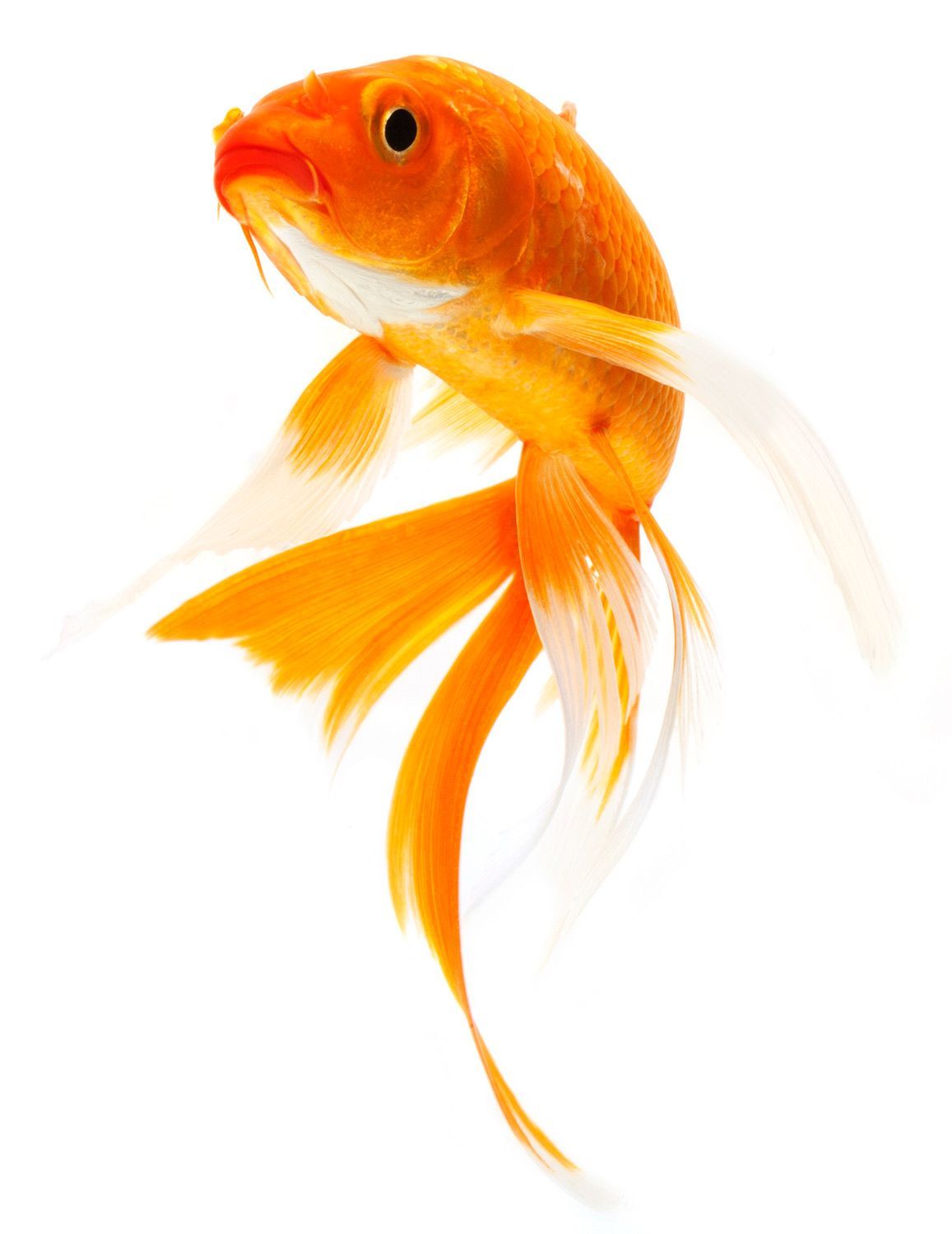 Orange Koi Fish — Canonsburg, PA — Wet Pets and Friends