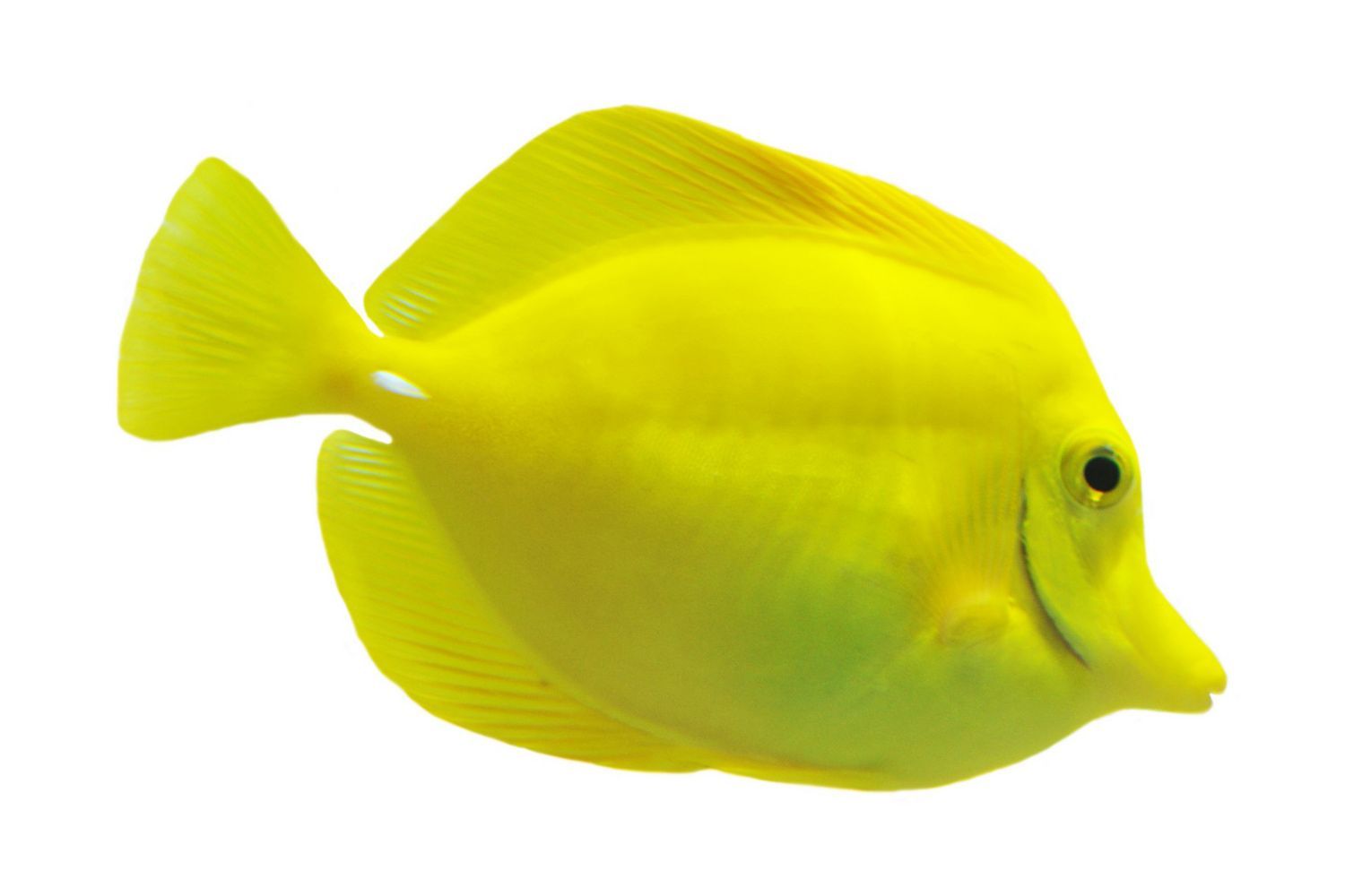 Yellow Fish — Canonsburg, PA — Wet Pets and Friends