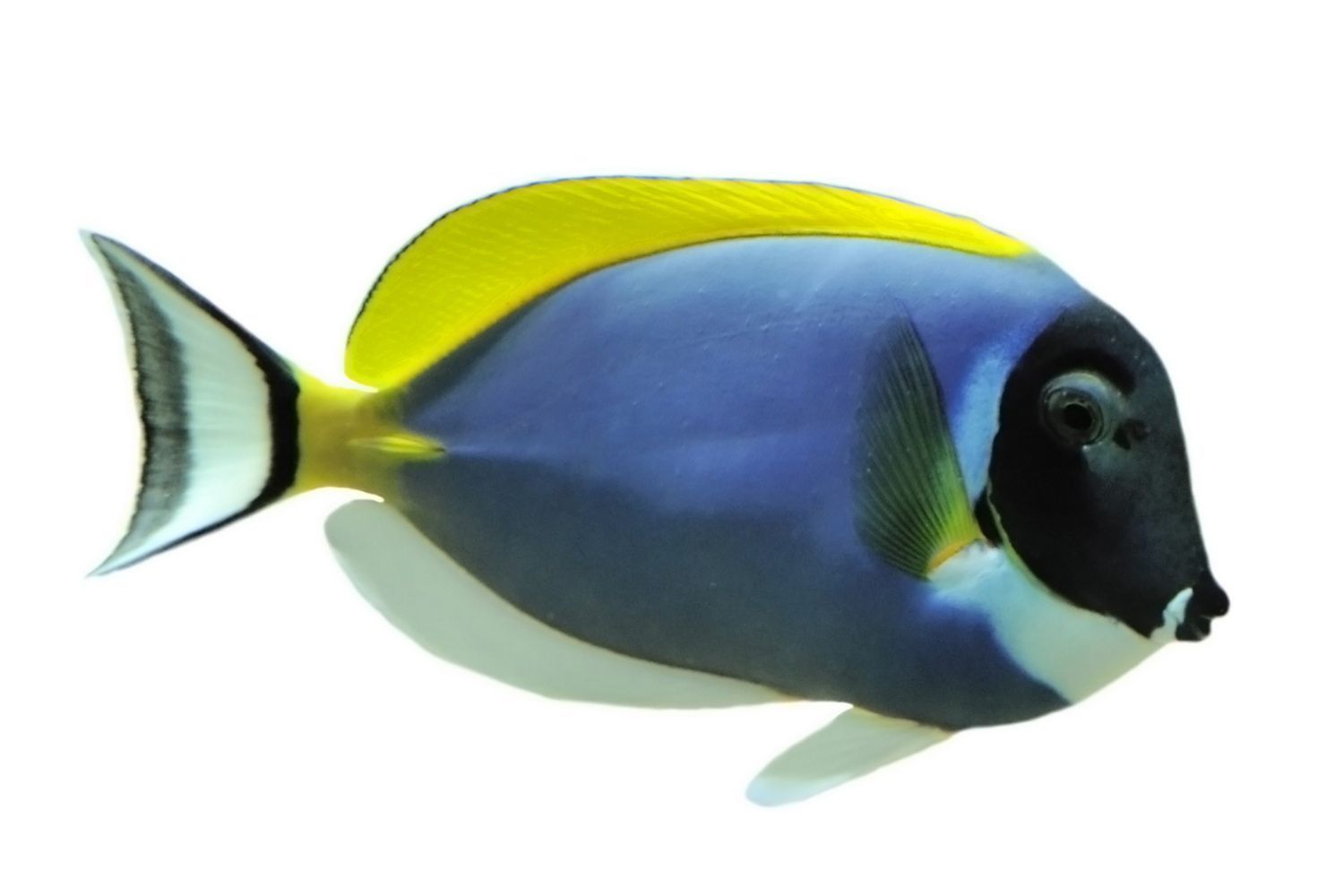 Angelfish — Canonsburg, PA — Wet Pets and Friends