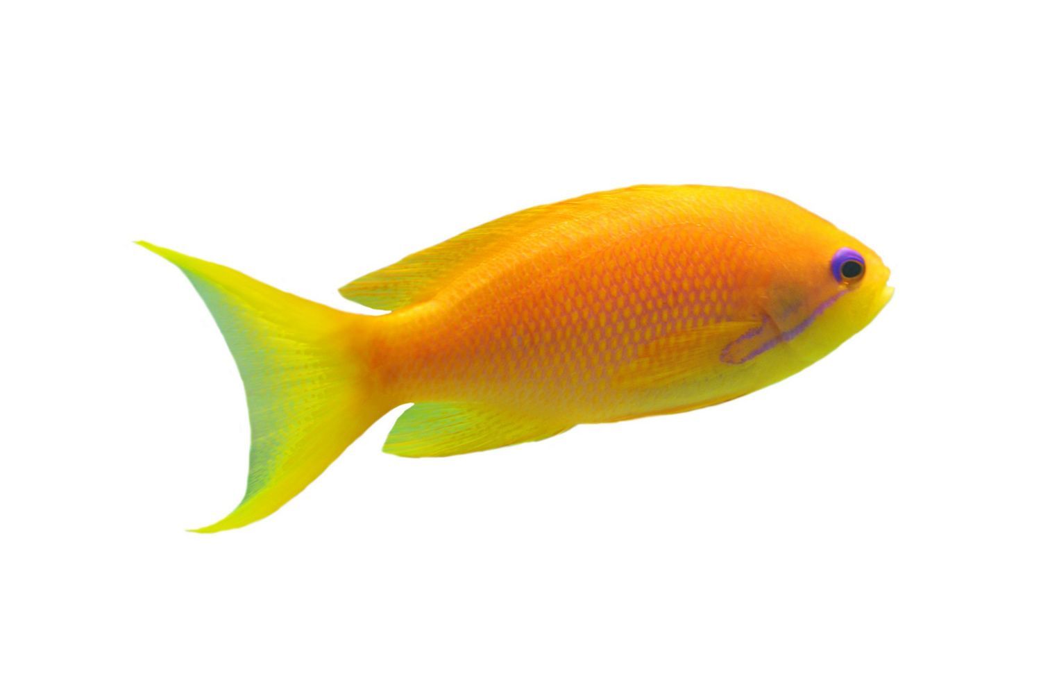 Freshwater Fish — Canonsburg, PA — Wet Pets and Friends