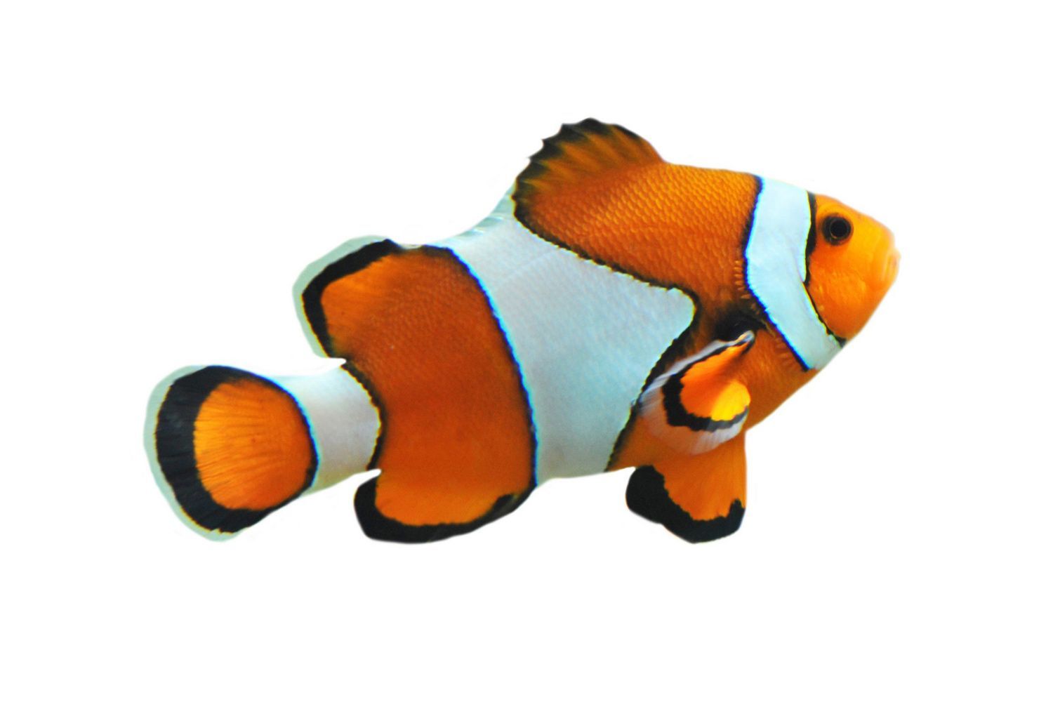 Saltwater Fish — Canonsburg, PA — Wet Pets and Friends
