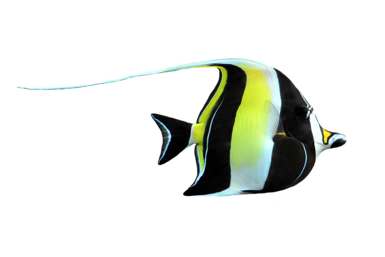 Tropical Fish — Canonsburg, PA — Wet Pets and Friends