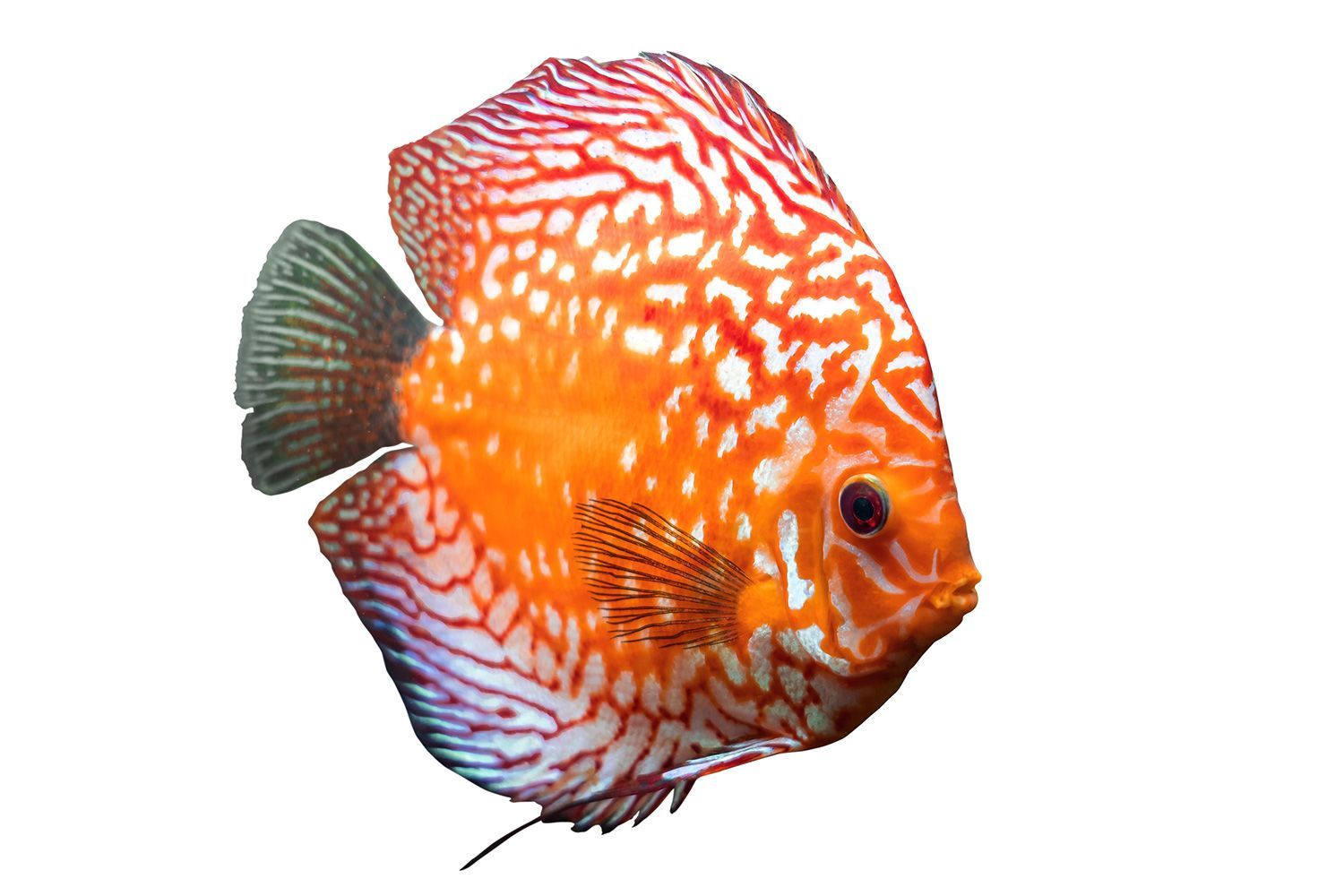 Premium Discus Fish — Canonsburg, PA — Wet Pets and Friends