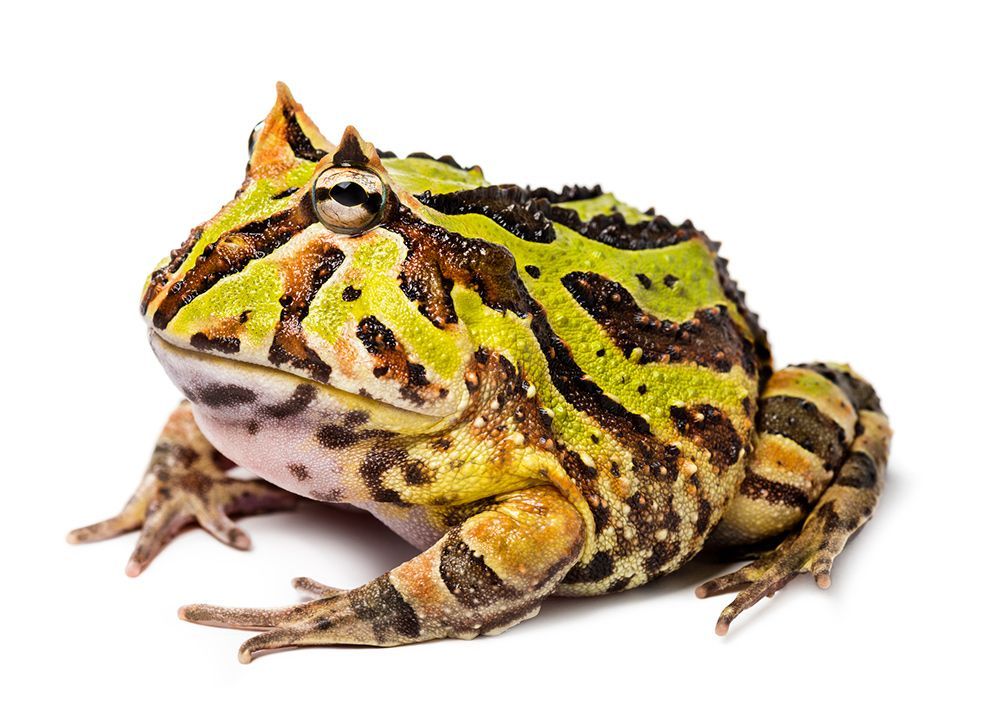 Pacman Frog — Canonsburg, PA — Wet Pets and Friends