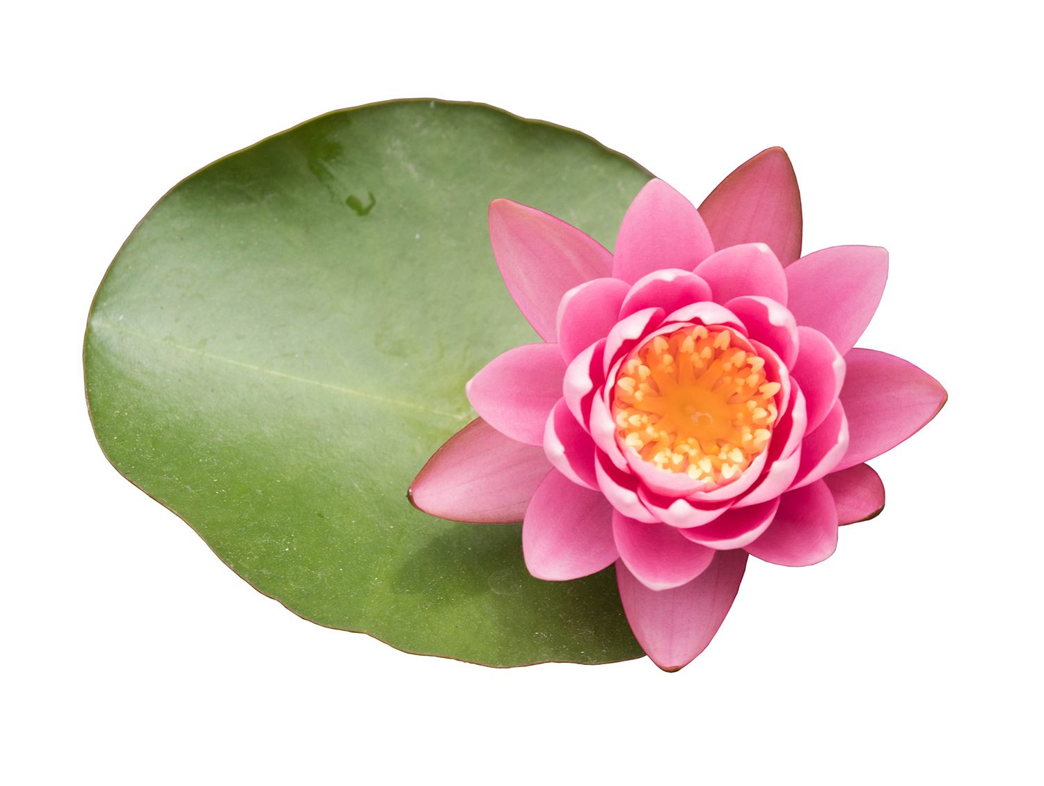 Pond Plant — Canonsburg, PA — Wet Pets and Friends