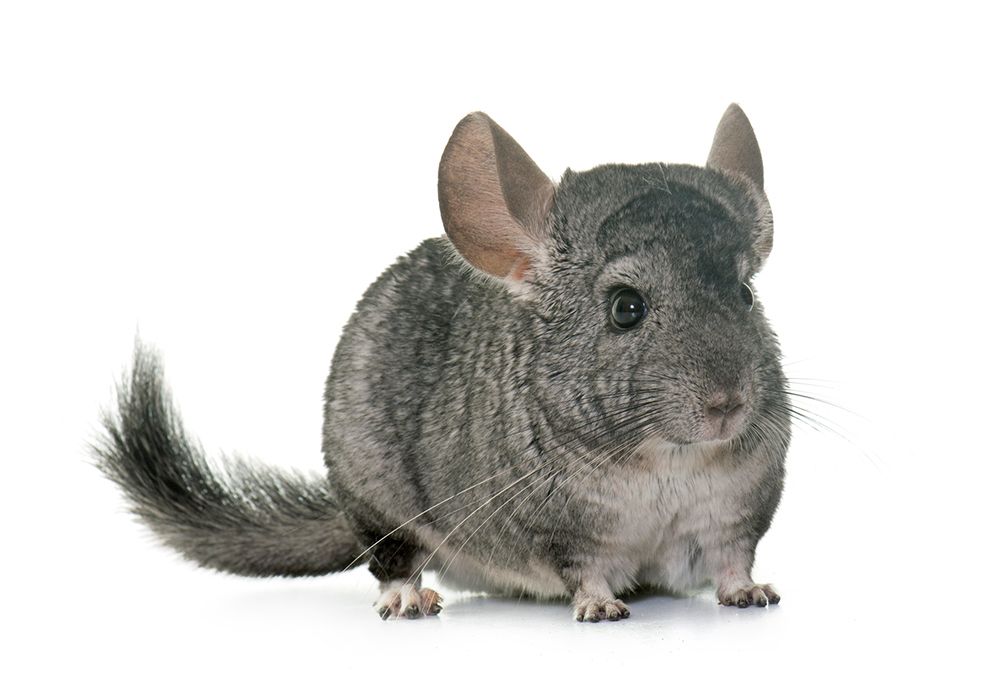 Chinchilla — Canonsburg, PA — Wet Pets and Friends