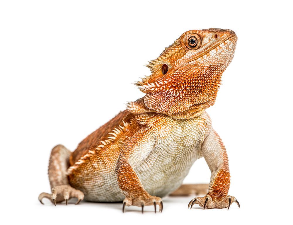 Bearded Dragon — Canonsburg, PA — Wet Pets and Friends