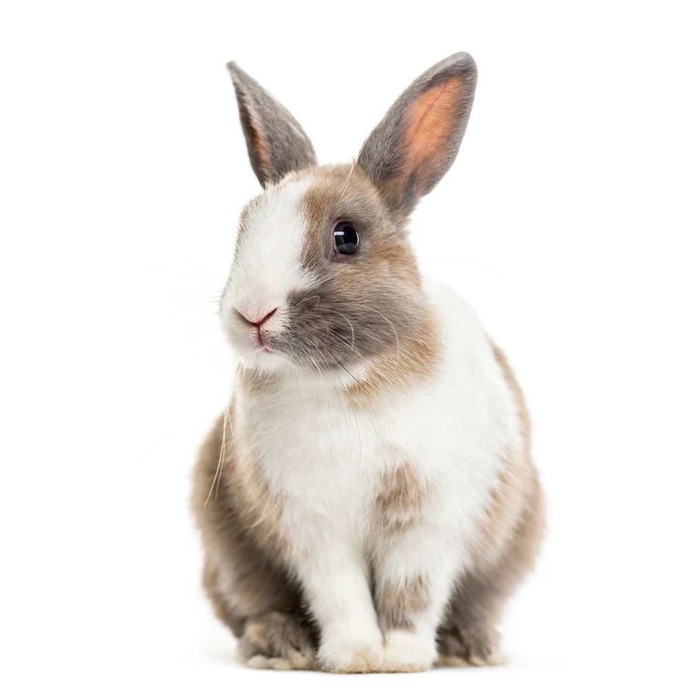 Rabbit — Canonsburg, PA — Wet Pets and Friends