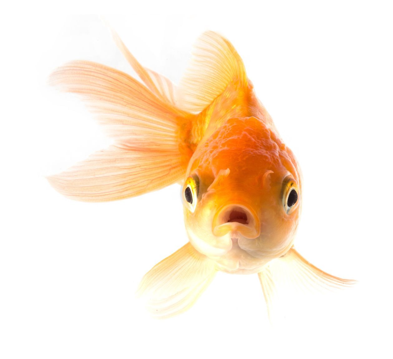 Healthy Goldfish — Canonsburg, PA — Wet Pets and Friends