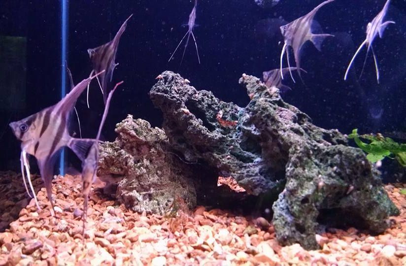 Group of Angelfish — Canonsburg, PA — Wet Pets and Friends Group of Angelfish — Canonsburg, PA — Wet Pets and Friends
