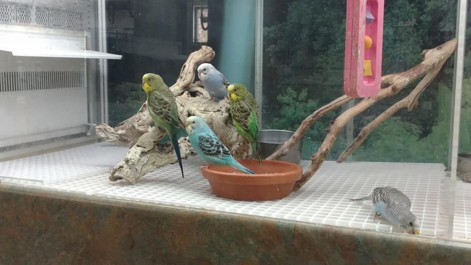 Birds in their Cage — Canonsburg, PA — Wet Pets and Friends