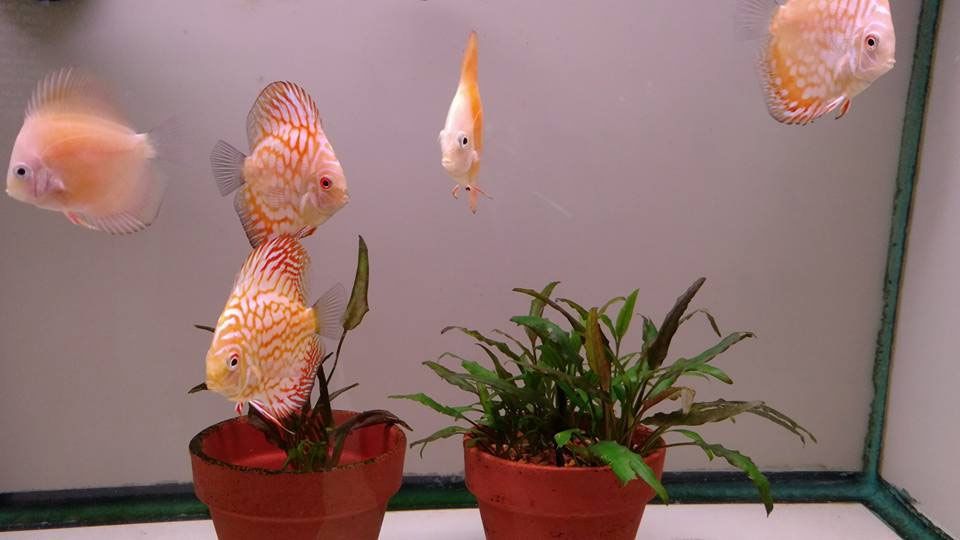 Group of Discus Fish — Canonsburg, PA — Wet Pets and Friends