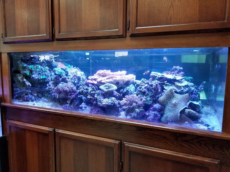 Beautiful Aquarium — Canonsburg, PA — Wet Pets and Friends Beautiful Aquarium — Canonsburg, PA — Wet Pets and Friends