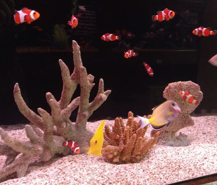 Fishes in Aquarium — Canonsburg, PA — Wet Pets and Friends Fishes in Aquarium — Canonsburg, PA — Wet Pets and Friends