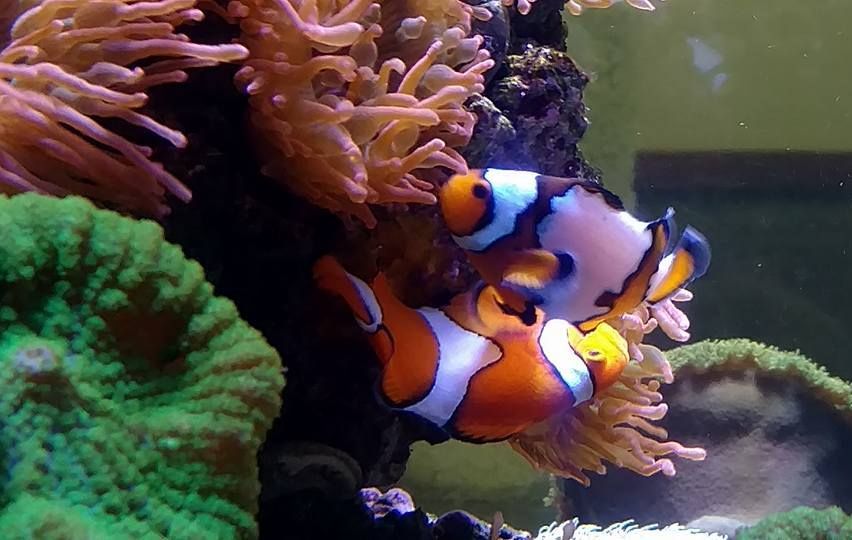 Clownfish in Aquarium — Canonsburg, PA — Wet Pets and Friends Clownfish in Aquarium — Canonsburg, PA — Wet Pets and Friends