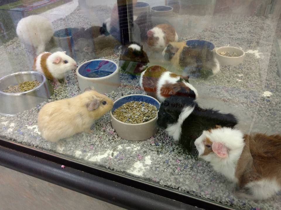Group of Guinea Pigs — Canonsburg, PA — Wet Pets and Friends Group of Guinea Pigs — Canonsburg, PA — Wet Pets and Friends