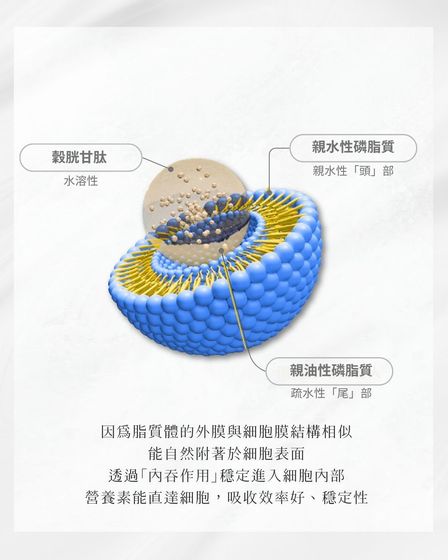 高相容性:結構與細胞膜極為相似,輕鬆自然附著。
精準傳輸:啟動「內吞作用」,將營養素直接送入細胞內。
極致吸收:大幅提升穩定度與利用率,營養不流失。