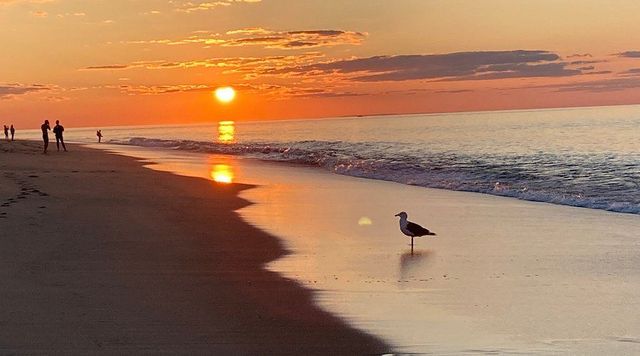 A seagull is standing on the beach at sunset.
