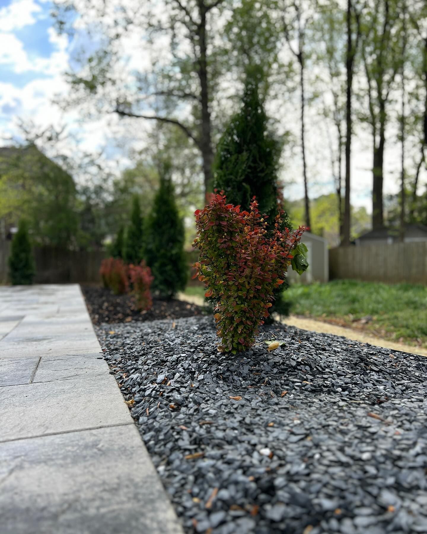 Small red shrub in a gravel garden beside a stone path, with trees and a wooden fence in the background