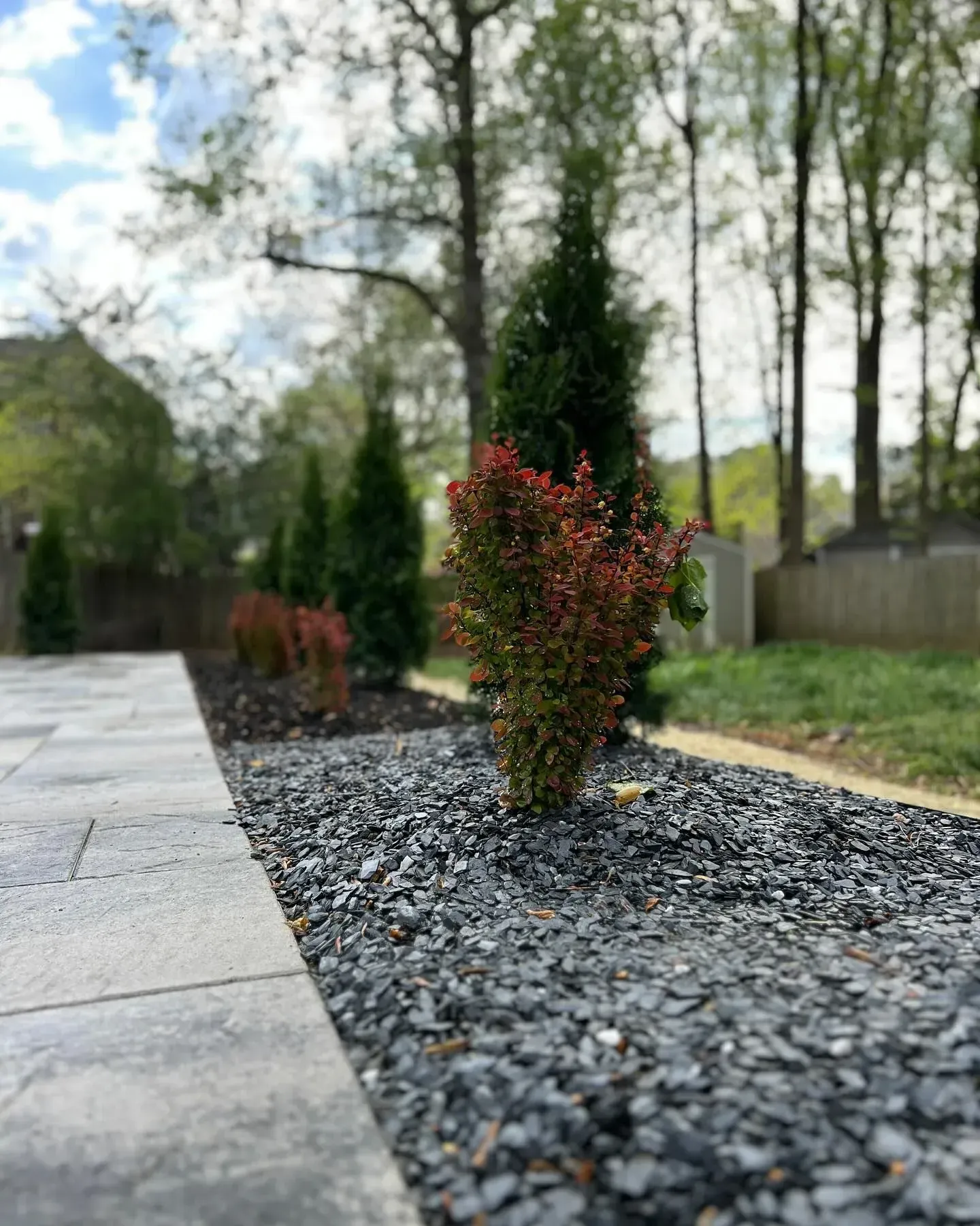 Small red-green shrubs in a gravel bed beside a stone walkway, with tall trees in the background.