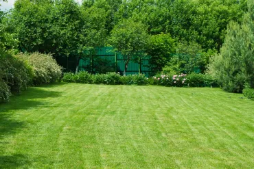 Lush green lawn bordered by dense trees and shrubs in a sunny garden