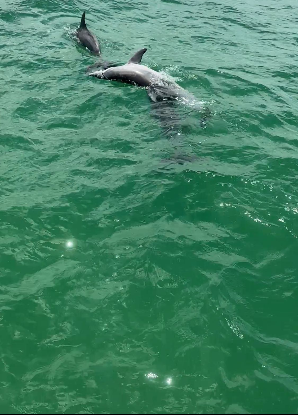 Person on Boat Observes Something in Water, Blue Sky, Trees on Far Shore — YKnot Cruises in Nelson Bay, NSW