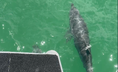 Dolphin swimming in green water next to the edge of a boat, sunlight reflects on the water.