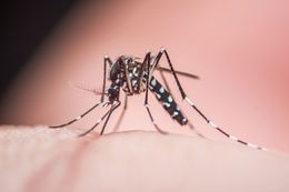 Close-up of a striped mosquito perched on human skin