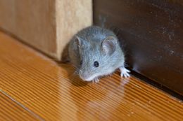 Small gray mouse peeking out from a corner onto a wooden floor