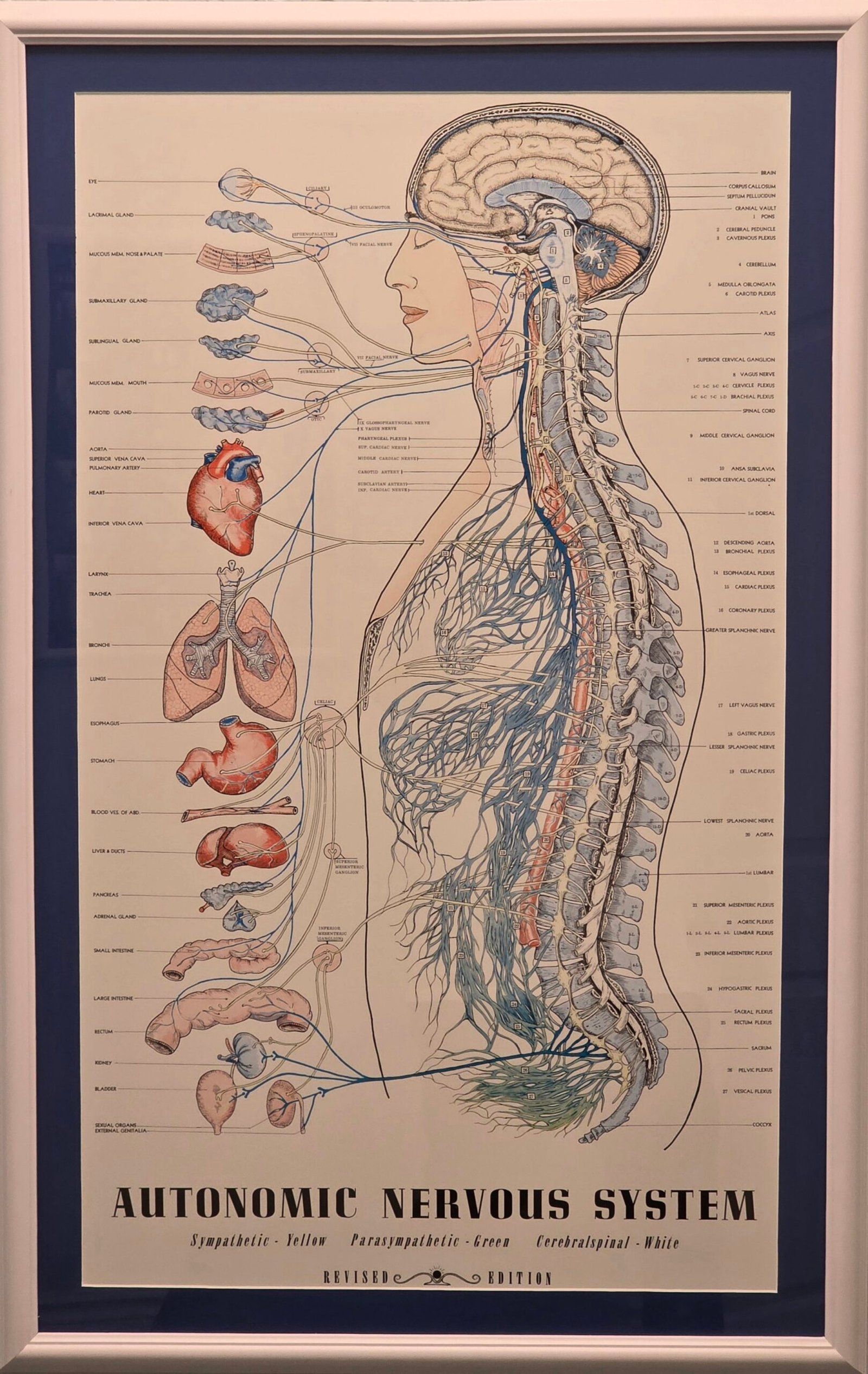 Diagram of the autonomic nervous system, labeled with organ systems in the human body.