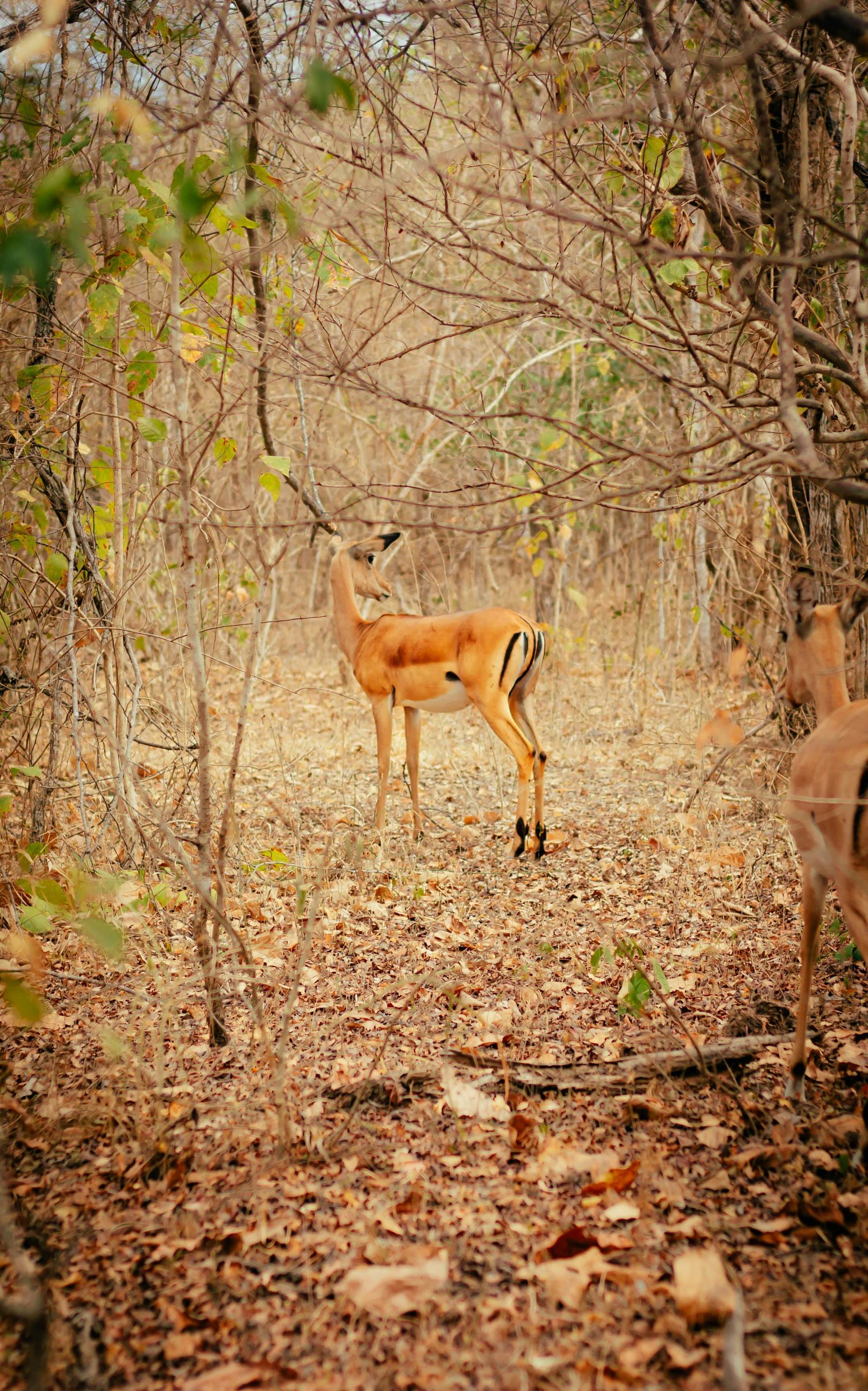 4-Day Safari & Wildlife Experience – Mole National Park
