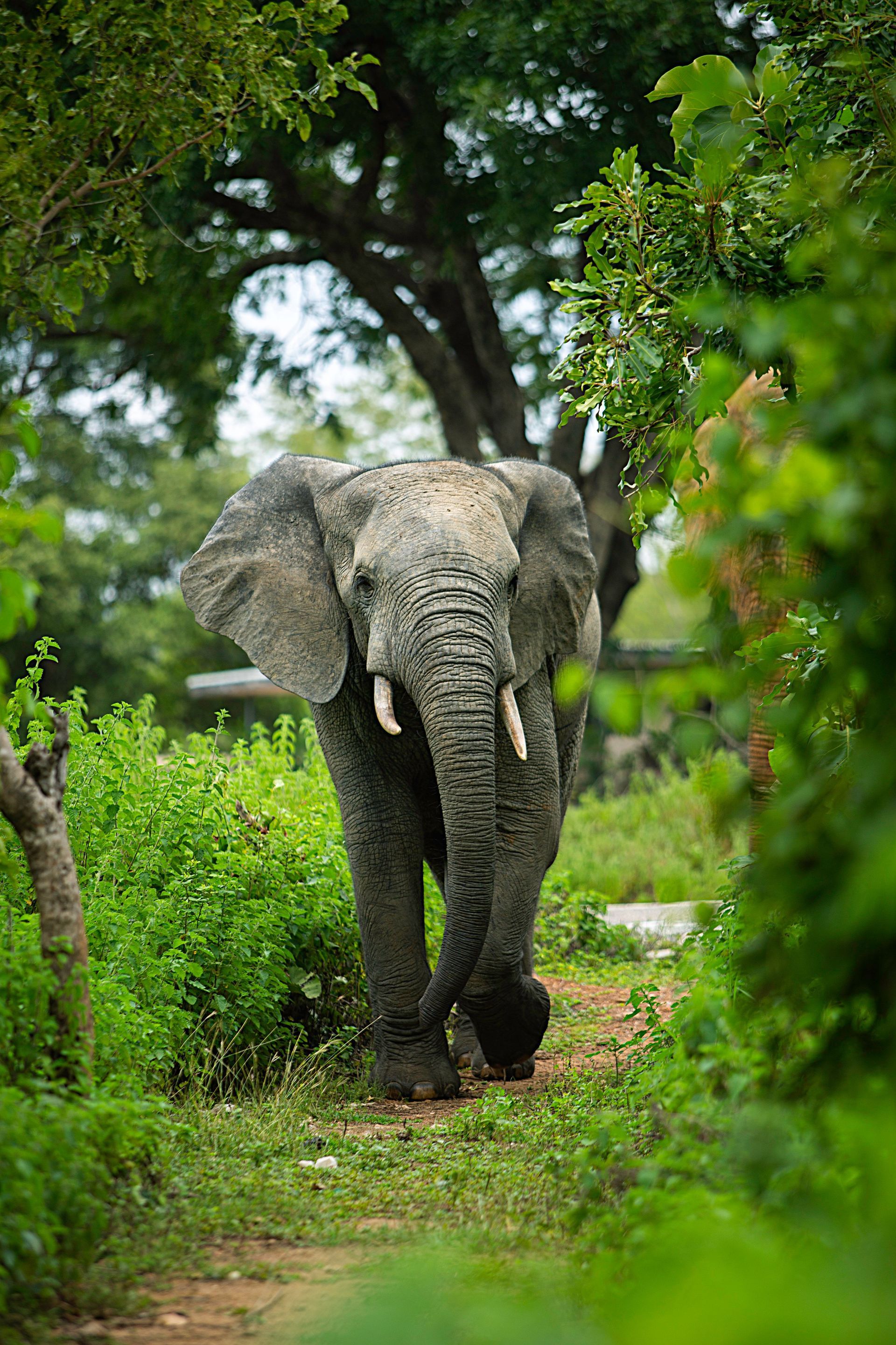 Safari Tour