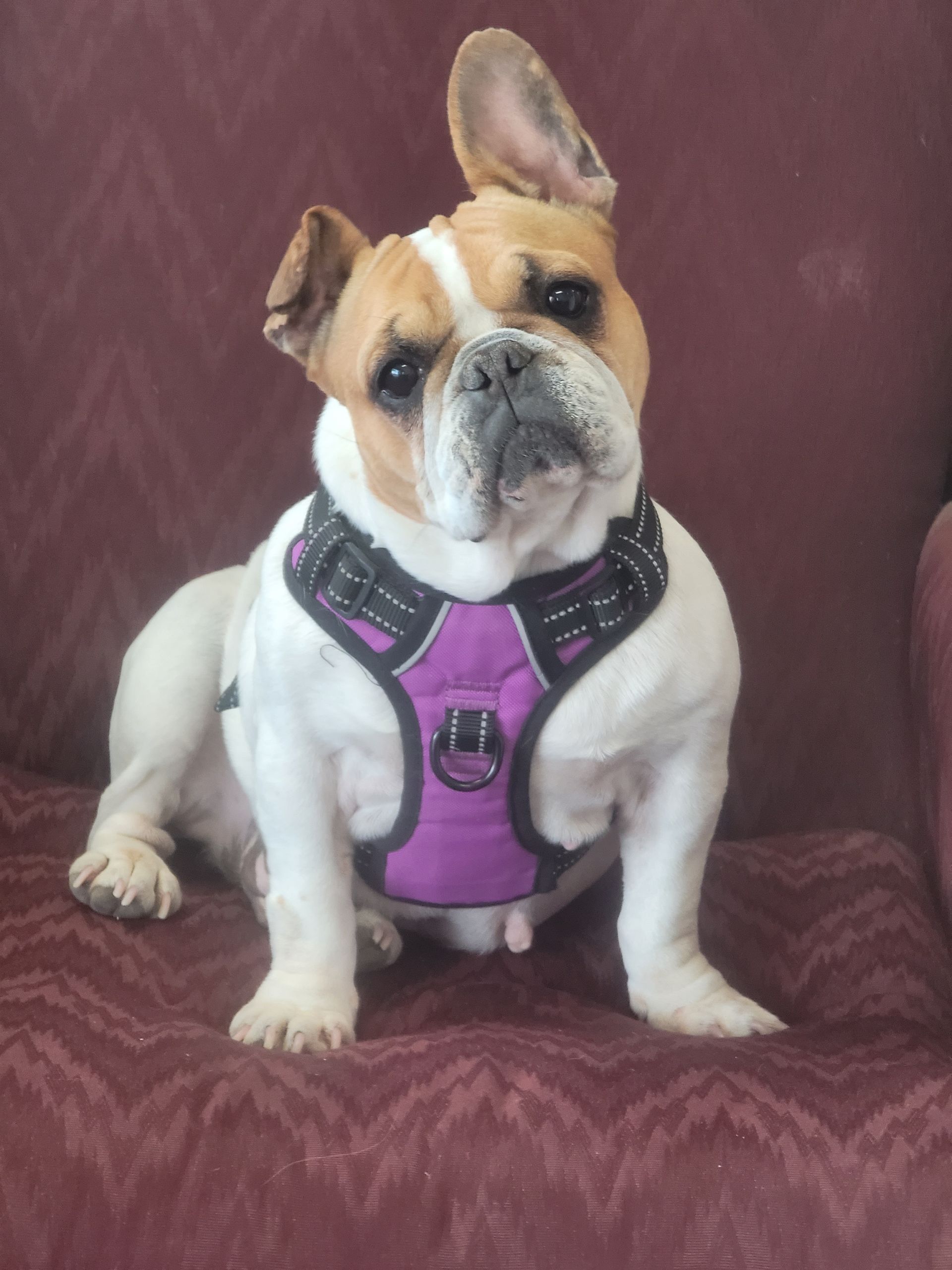 French bulldog wearing a purple harness sitting on a maroon chair