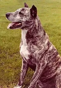Brindle dog sitting on grass, looking left with mouth open.