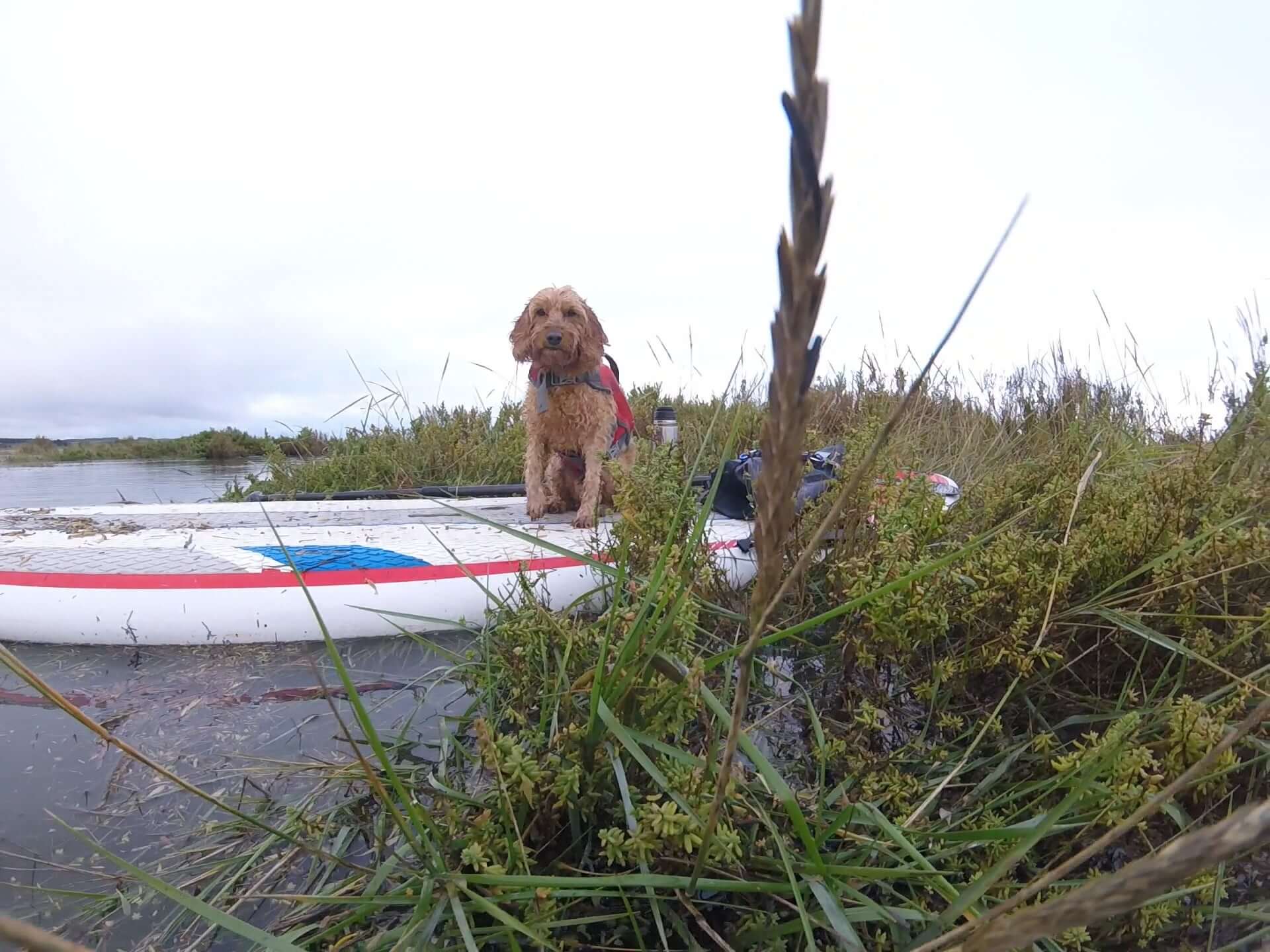 Paddle boarding North Norfolk Coast with my dog Betty boo
