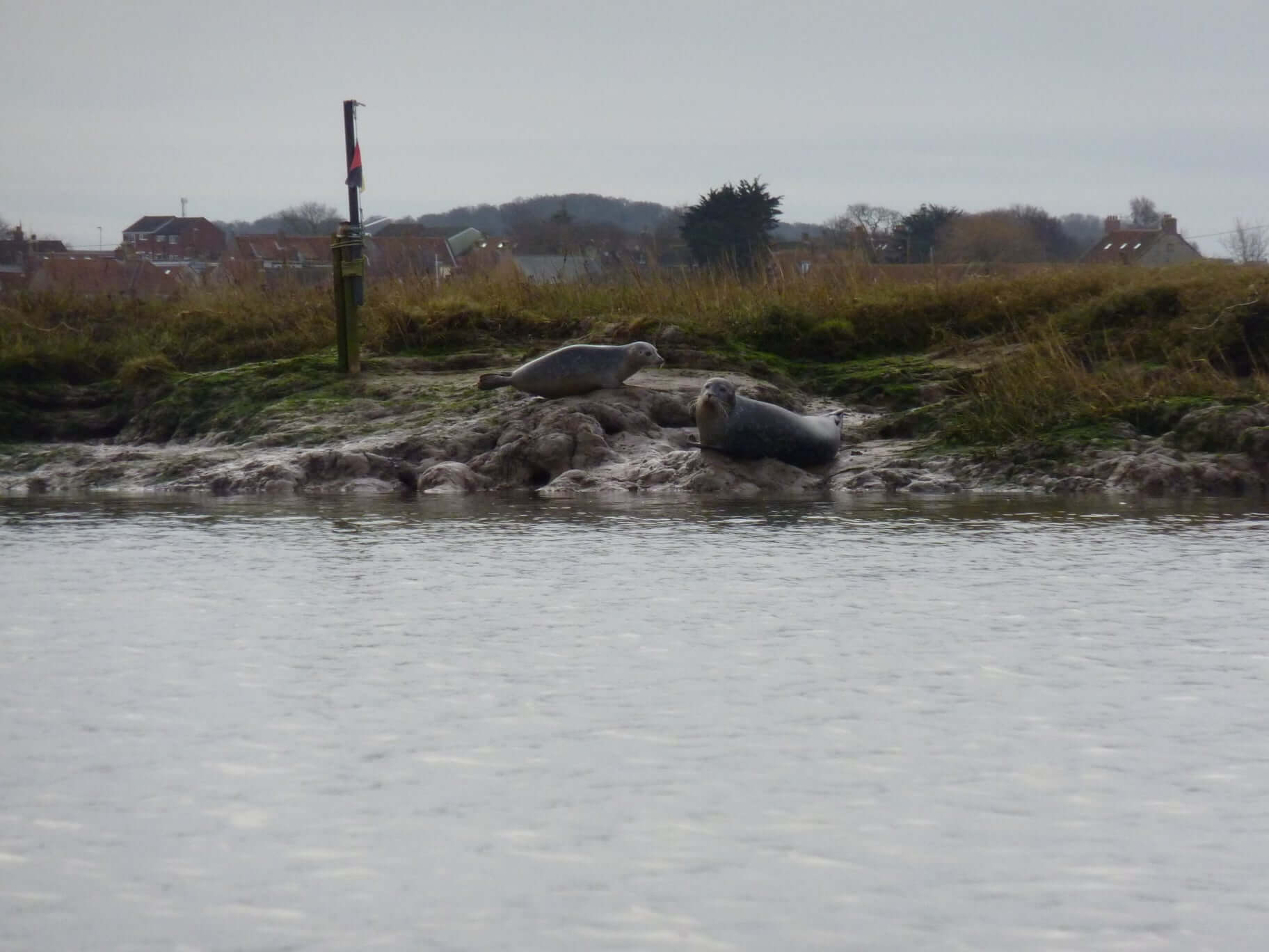 seals on marsh Burnham overy Staithe