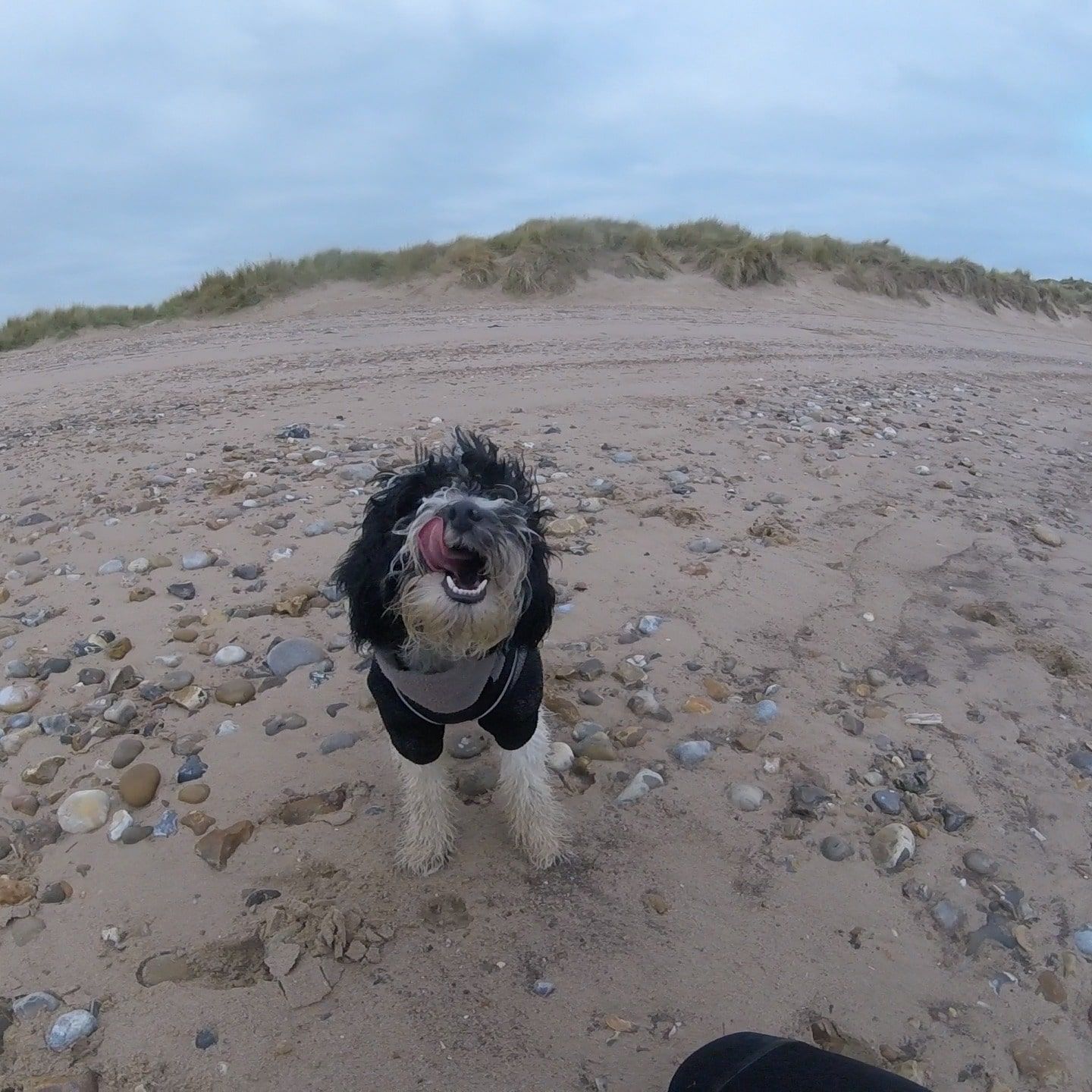 sup pup on beach