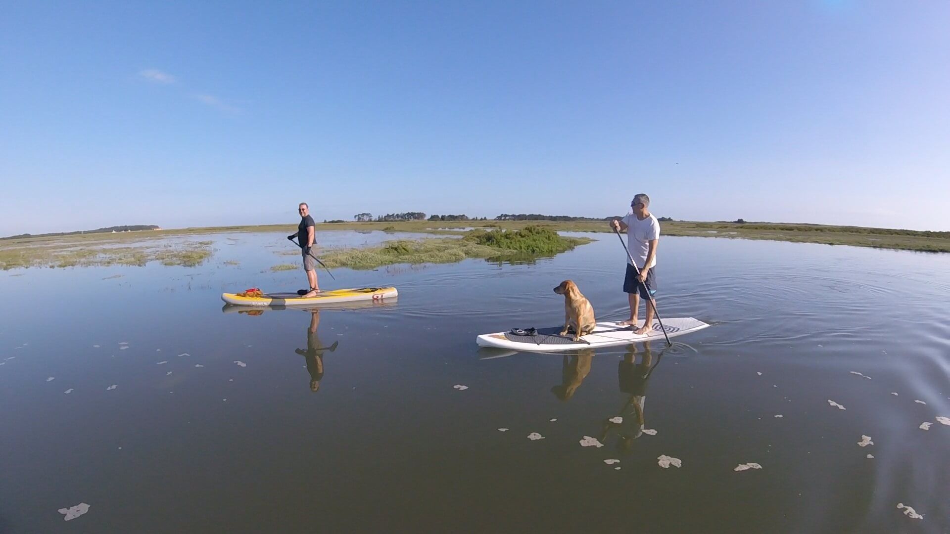 paddle boarding with a dog