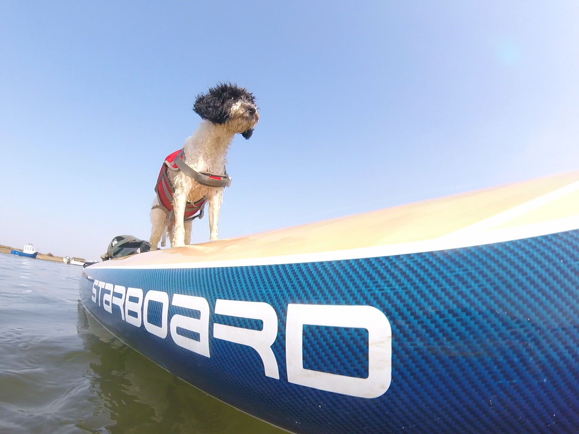Flossie paddle boarding Norfolk coast