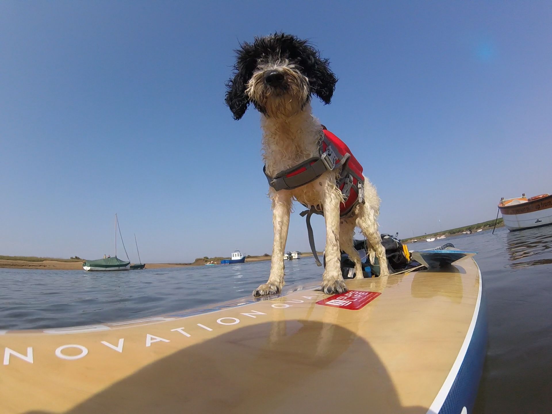 Doggie paddle boarding Burnham Overy Staithe