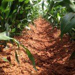 A row of corn plants growing in a field of dirt.