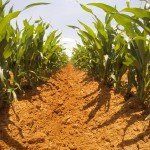 A row of corn plants growing in a dirt field.