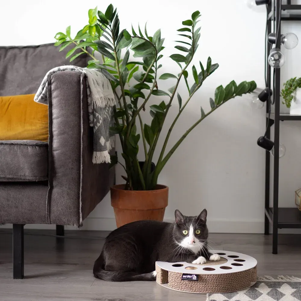 Kattenkrabspeelgoed - Whirl - District 70