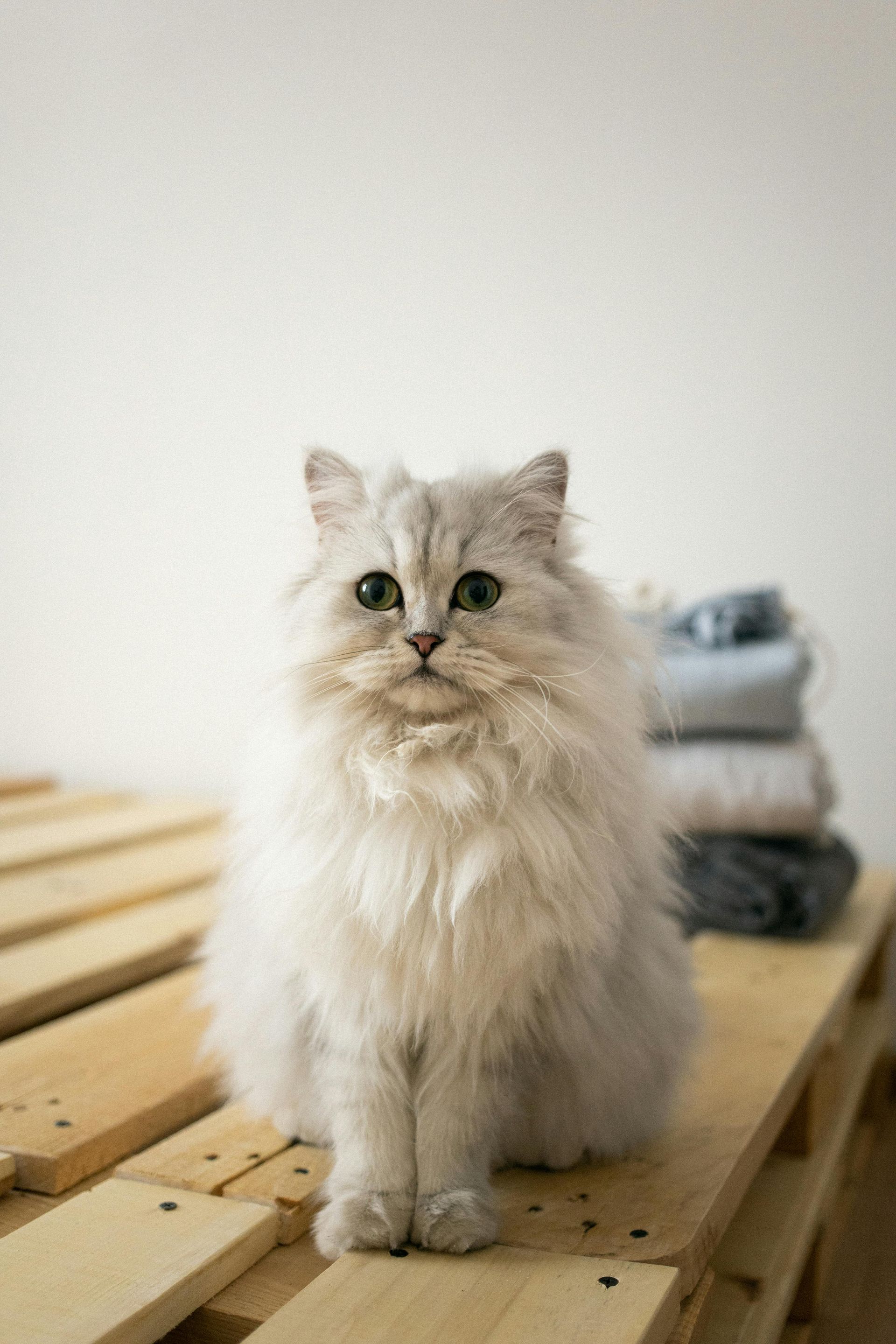 Handige weetjes omtrent de trimbehandeling voor katten bij een kattentrimmer.